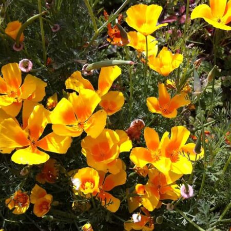 rastliny prosperujúce aj v suchu - Slncovka kalifornská