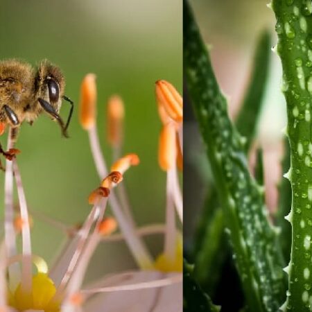 8 prírodných prostriedkov, ako zmierniť bolesť pri poštípaní včelou alebo osou