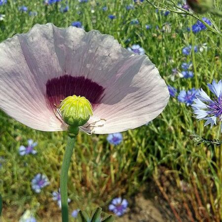 premeňte svoju záhradu na divočinu