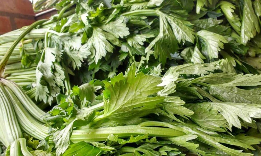 Ako sušiť zelenú zelerovú vňať