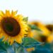 4 kroky, ako pestovať slnečnice plus recept na záver