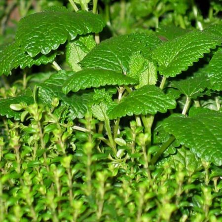 rastliny, ktoré pomáhajú liečiť choroby žien.