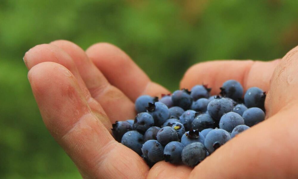 zdravé čučoriedky