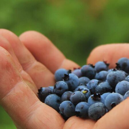 zdravé čučoriedky