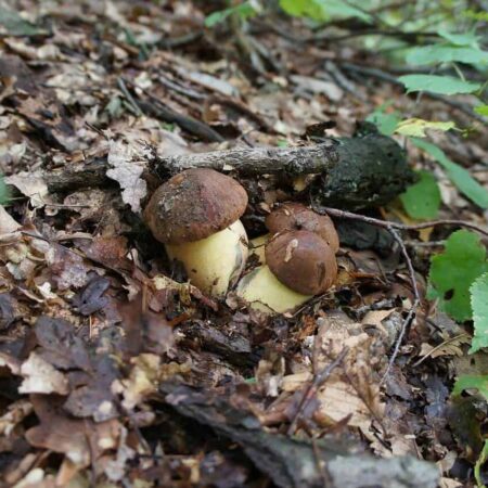 sterilizované hríby - recept