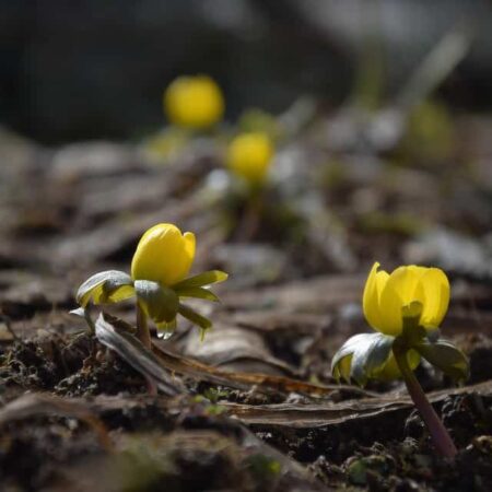 Tavolín zimný - kvet