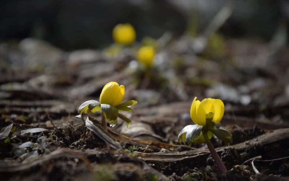 Tavolín zimný - kvet