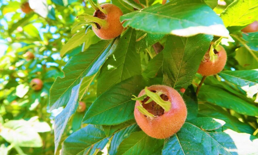 Vysaďte si netradičné hity tohtoročnej záhradkárskej sezóny