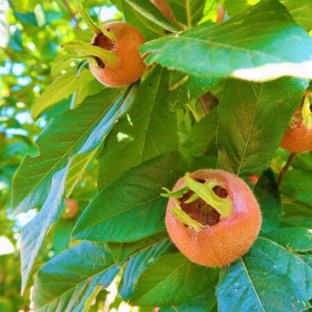 Vysaďte si netradičné hity tohtoročnej záhradkárskej sezóny