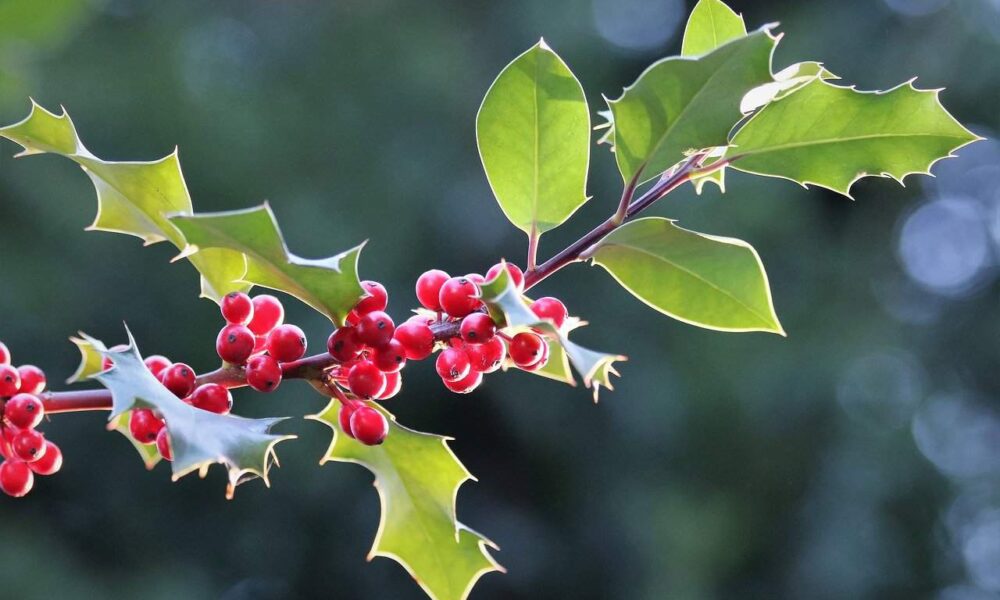 cezmína - pestovanie kvetov