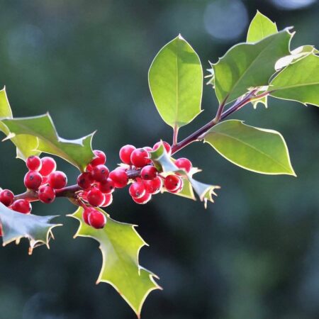 cezmína - pestovanie kvetov