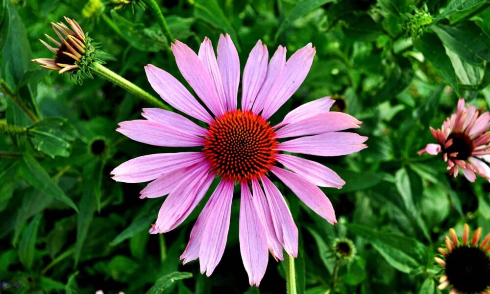 echinacea - rastliny