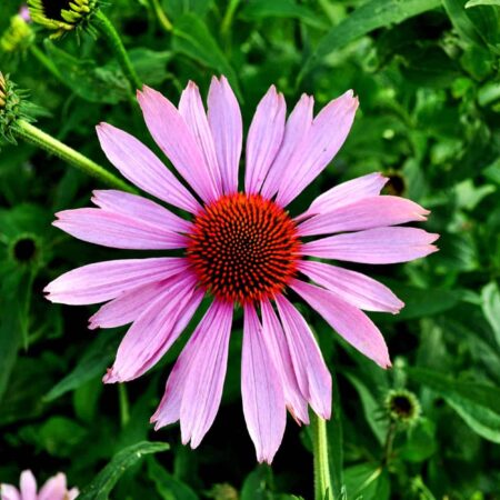 echinacea - rastliny