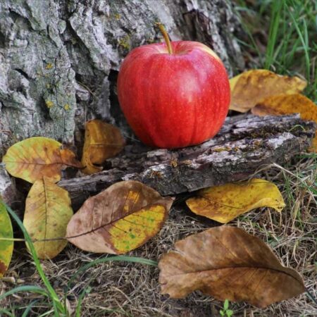 jeseň, jablko