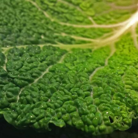 čipsy z kelových listov