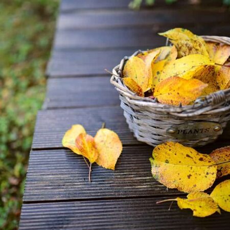 tipy na krásnu jesennú záhradku