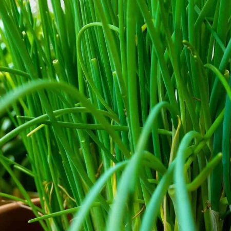 Pripravte si pažítku na zimu