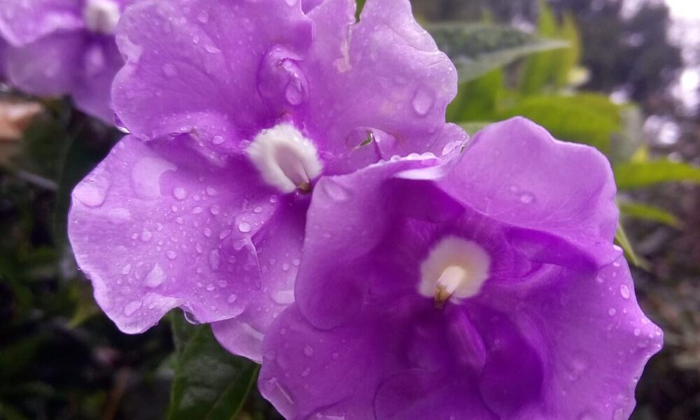 balkónové rastliny