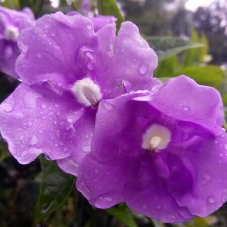 balkónové rastliny