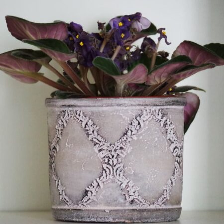 chyby pri pestovaní africkej fialky