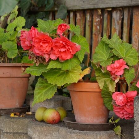 begónia - pestovaní balkónových rastlín