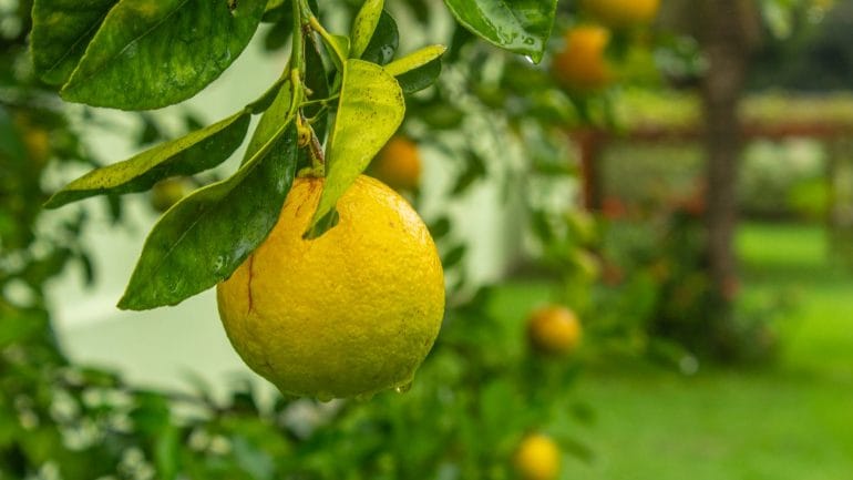 Vedeli ste ako sa starať o citrusy v zime?