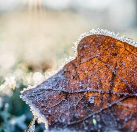 záhrada v decembri - prehľad prác