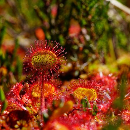 rosička - mäsožravé rastliny