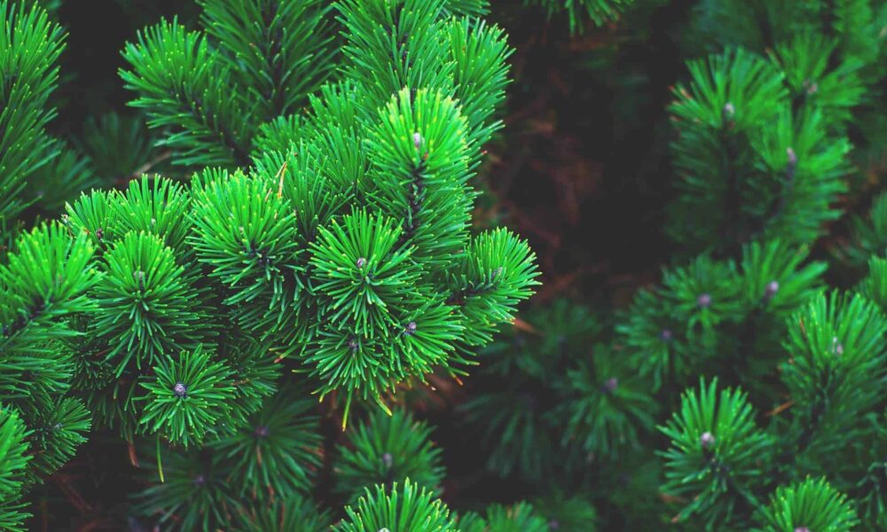 celoročný vianočný strom