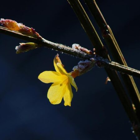 Prečo by ste sa mali zaoberať pestovaním zimných kvetov,