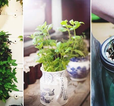 pohľad bylinkovú záhradu,