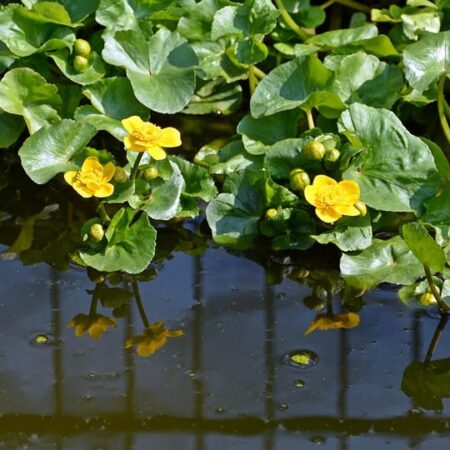 koreňové čističky odpadových vôd