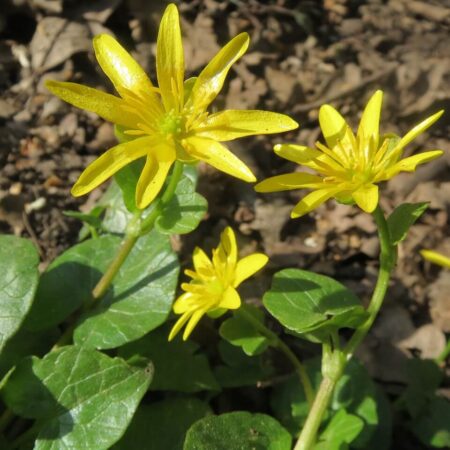 blyskáč - jarné rastliny