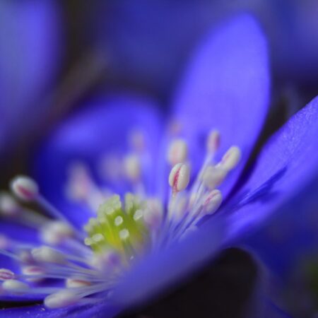 zoznam liečivých rastlín