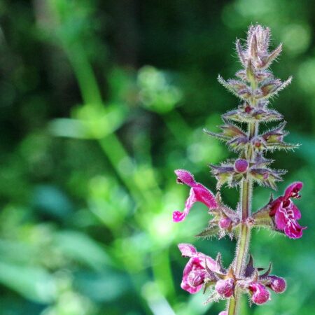 6 liečivých rastlín, ktoré sú aj krásne