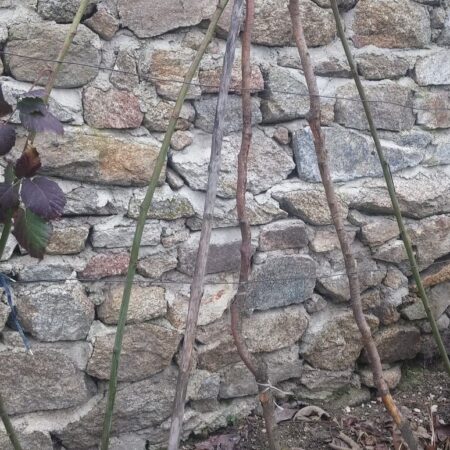 rez ovocných stromov