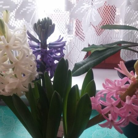 rýchlenie jarných kvetov