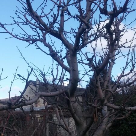 Rez jabloní v kocke