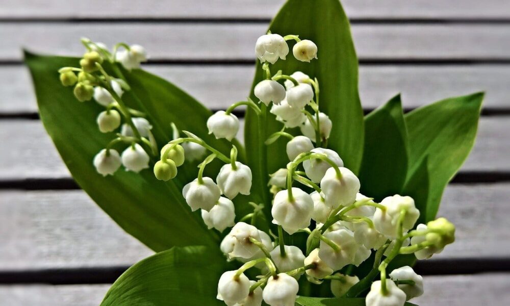 Ako rýchliť konvalinku voňavú