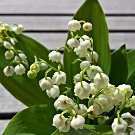 Ako rýchliť konvalinku voňavú