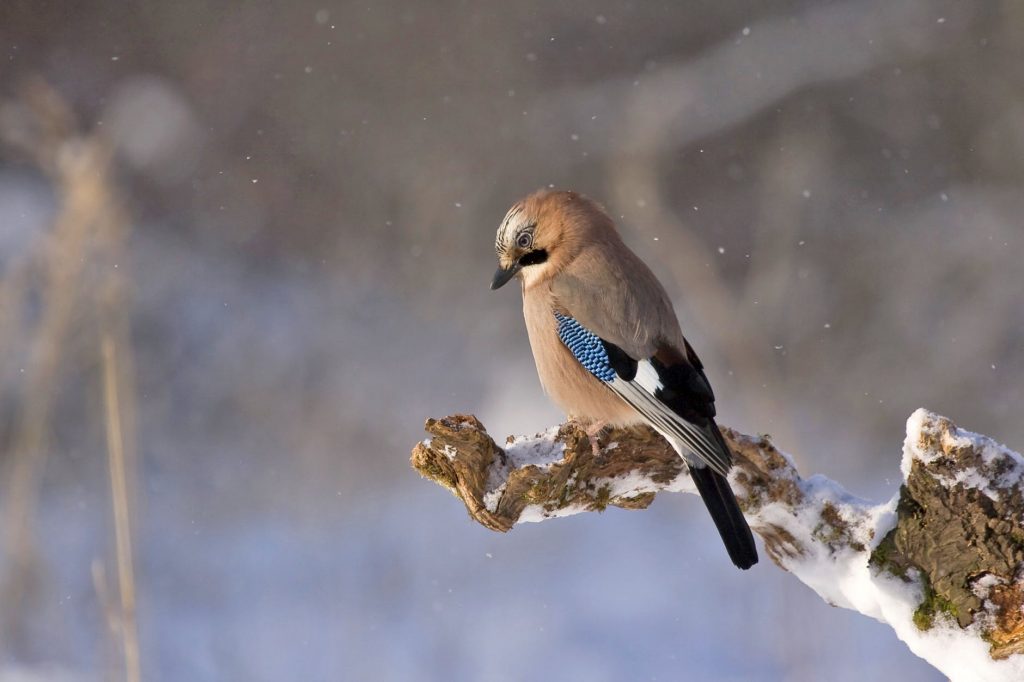 vtáky v zime