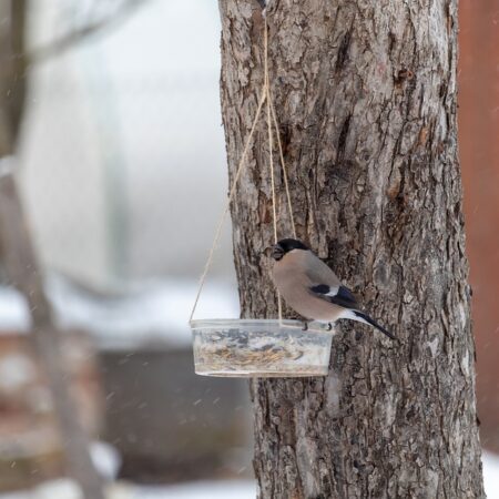 Zimným prikrmovaním