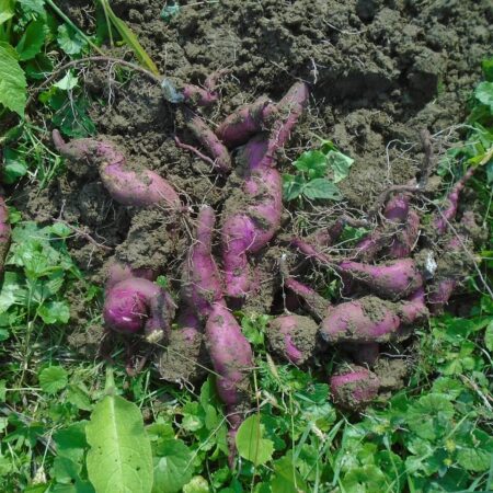 5 výhod pestovania batátov