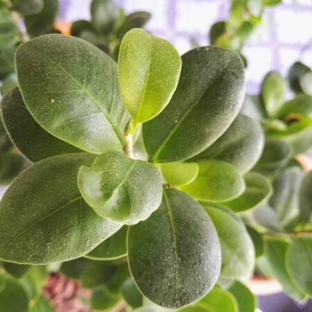 ako rozmnožovať a presádzať fikus