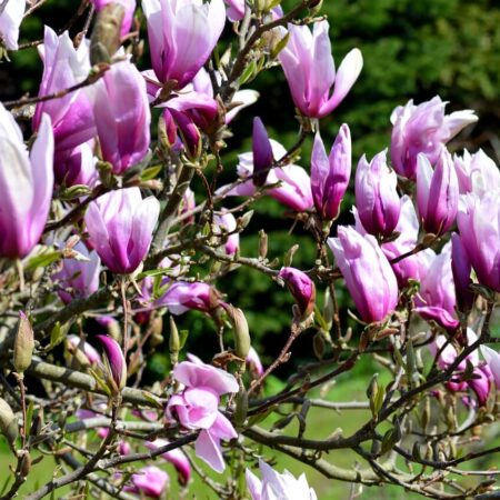 5 najkrajších stromov do malých záhrad