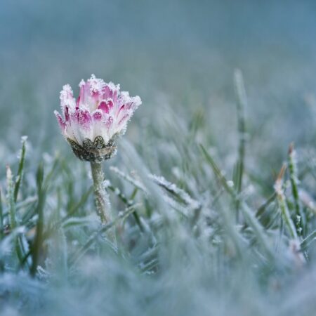 rastliny pred mrazom