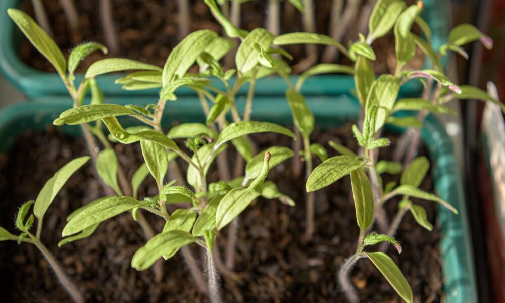 Vhodné kombinácie zeleniny a ovocia v záhrade
