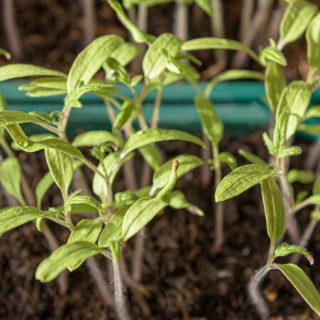 Vhodné kombinácie zeleniny a ovocia v záhrade