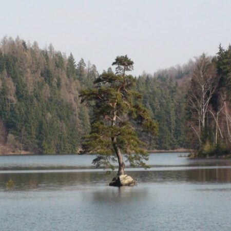 Chudobínska borovica