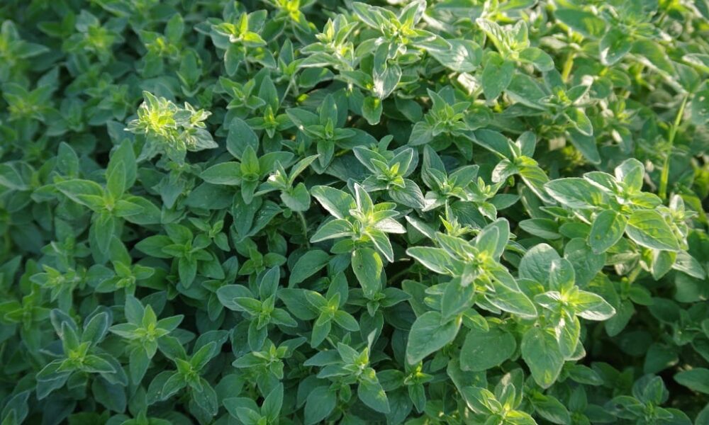 Ako ošetriť byliny v záhradách?